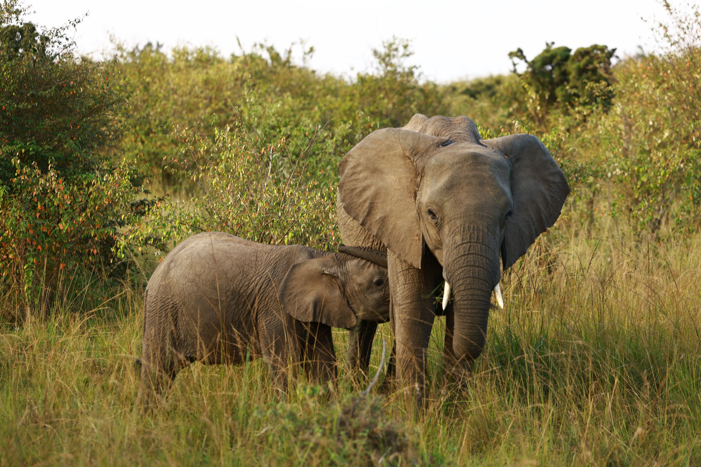An elephant mother and calf seen on a game drive in the Maasai Mara