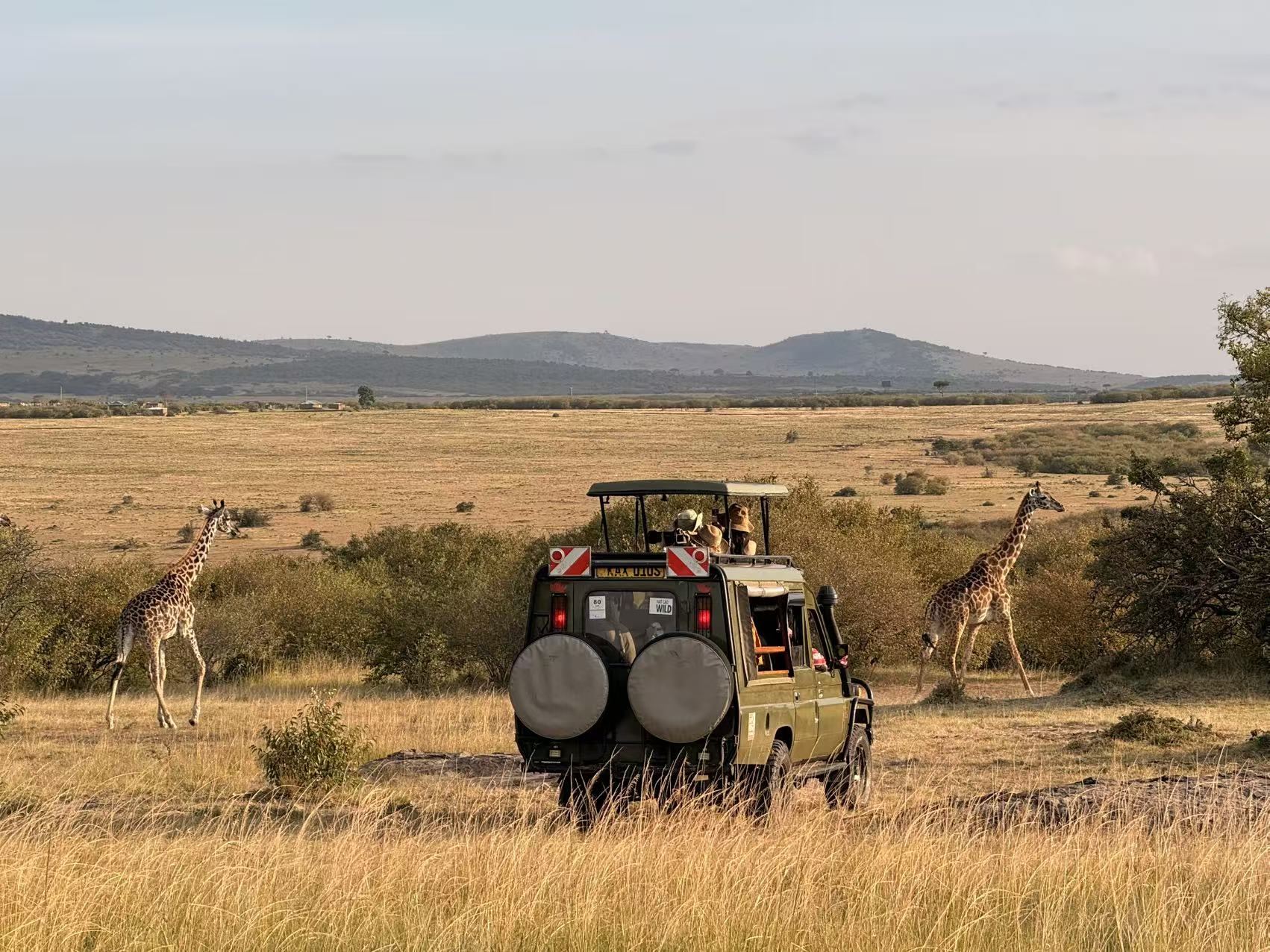 Safari vehicle watching giraffes on the Maasai Mara plains