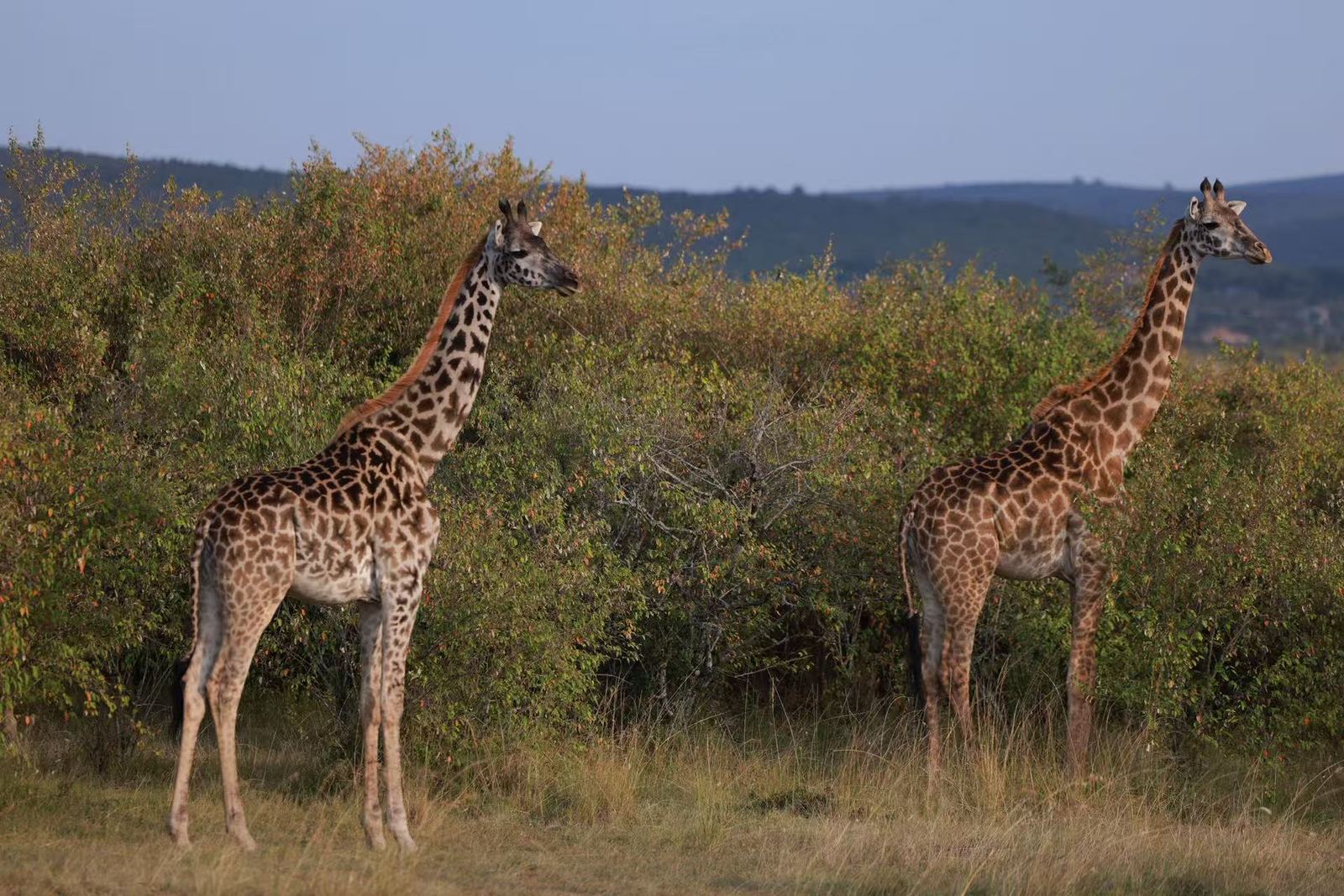 Wildlife: giraffes in the Mara