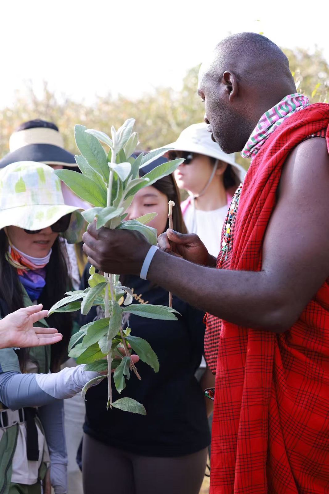 A Maasai guide showing guests the leaves of a local plant
