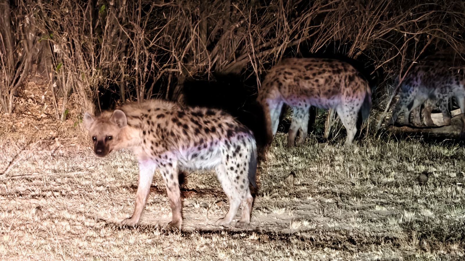 Spotted hyenas caught in a spotlight among bushes at night