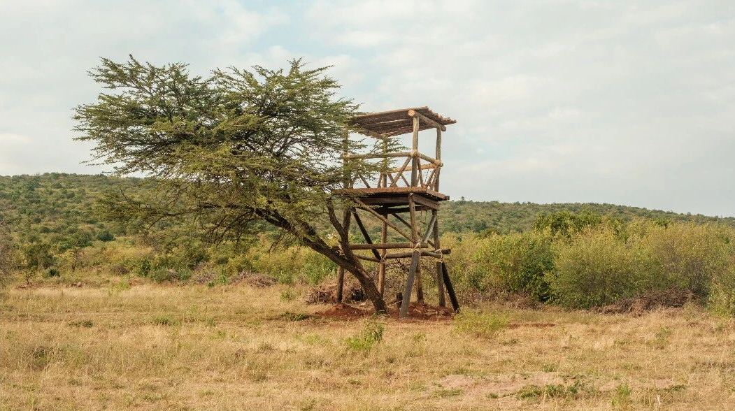 Wooden observation tower beside an acacia tree in open savanna