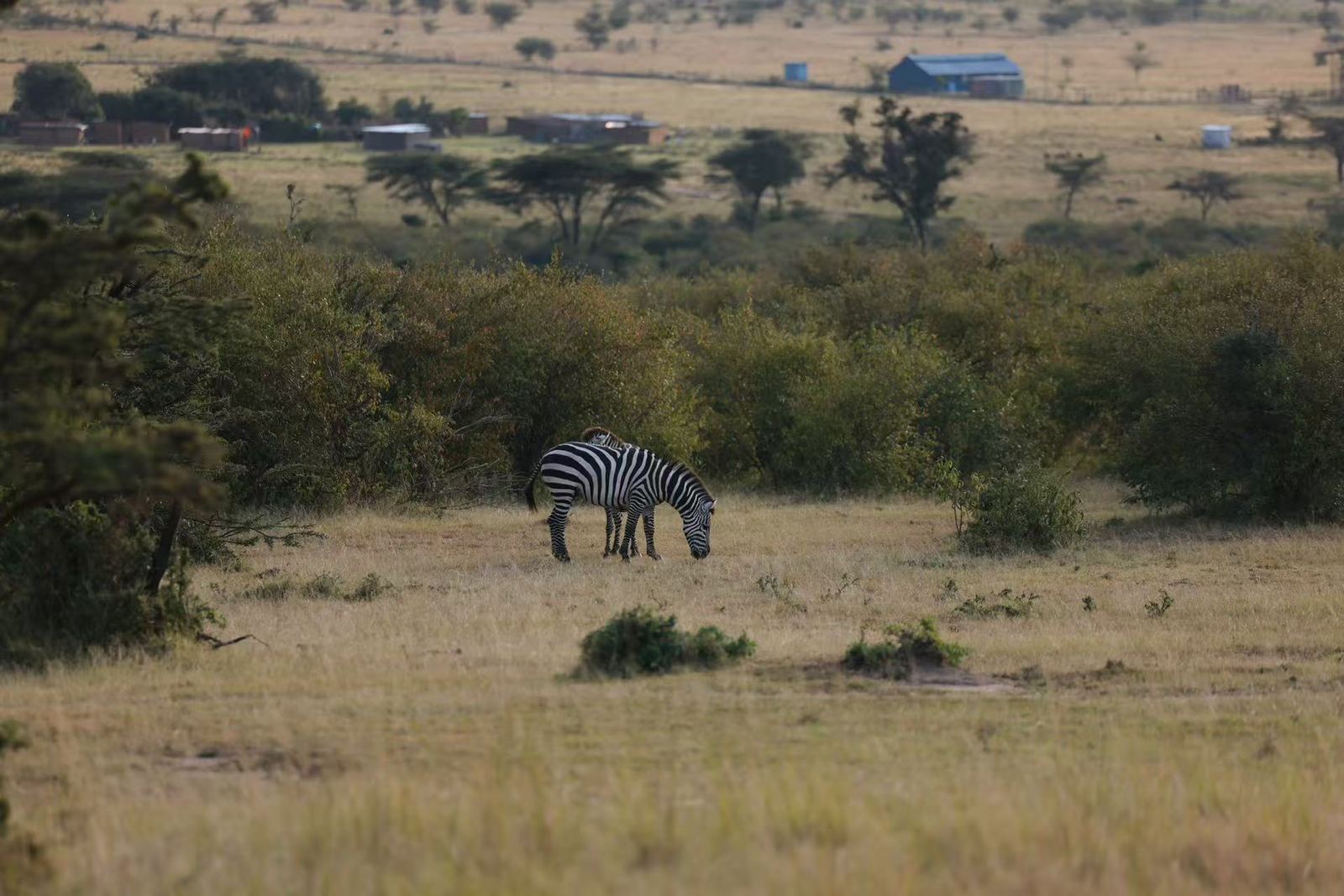 A zebra grazing on the open Mara plains
